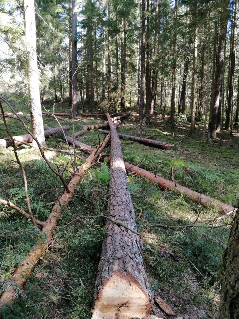 Entwurzelten Baum Fällen